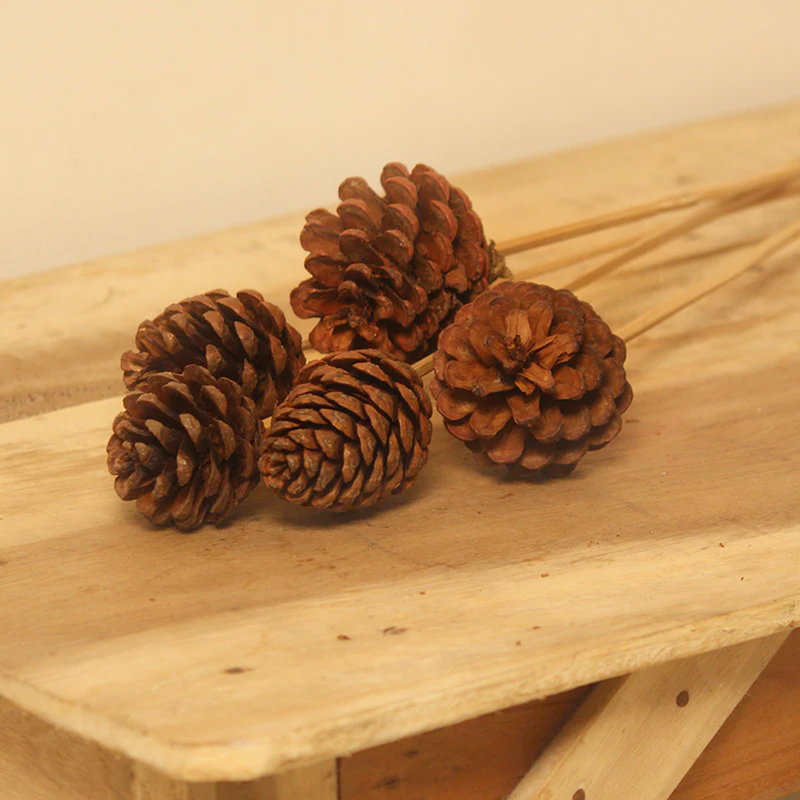 Preserved Natural Pinecone | Set of 6