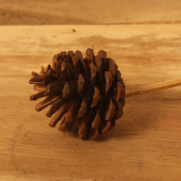 Preserved Natural Pinecone | Set of 6