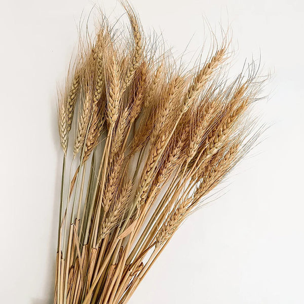 Wheat Grass Decor | Rustic Wheat Sheaves | 25 Stems | 24 inch