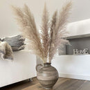 Dried Flowers | Pampas Grass | Natural Preserved Grass | Grey | 5 Stem | 4 Ft