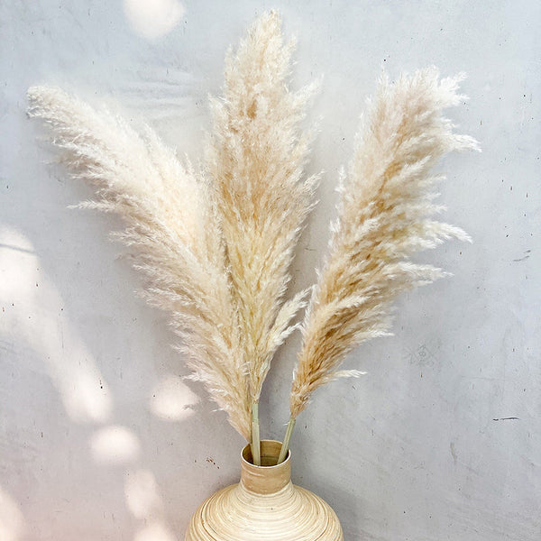 Dried Flowers | Natural Pampas | Preserved Grass | Off-White | 5 Stem | 4 Ft