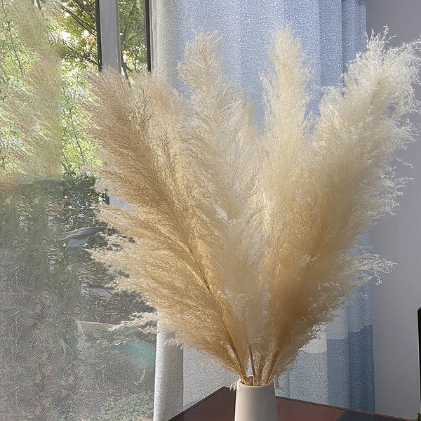 Dried Flowers | Natural Pampas | Preserved Grass | Off-White | 5 Stem | 4 Ft