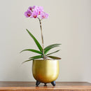 Brass Finished Planter | Gold Toned