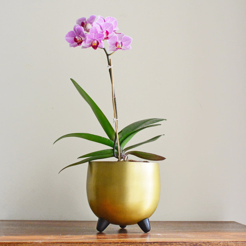 Brass Finished Planter | Gold Toned