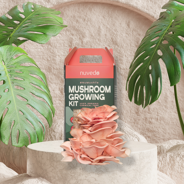 Chemical Free Pink Oyster Mushroom Growing Kit