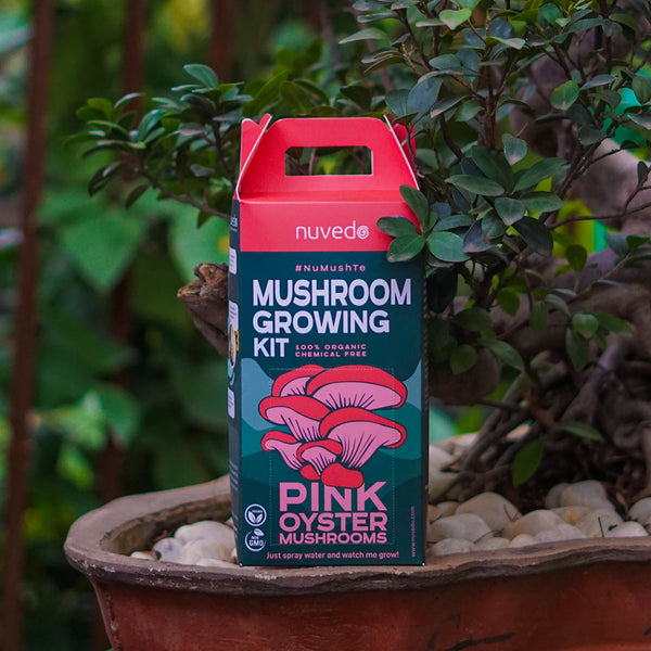 Chemical Free Pink Oyster Mushroom Growing Kit