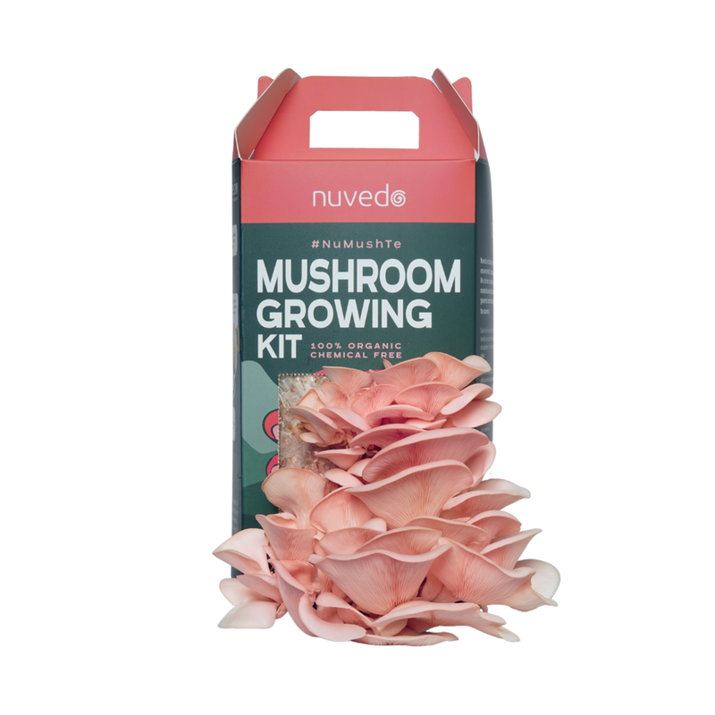 Chemical Free Pink Oyster Mushroom Growing Kit