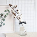 Dried Cotton Flowers | 6 Sticks