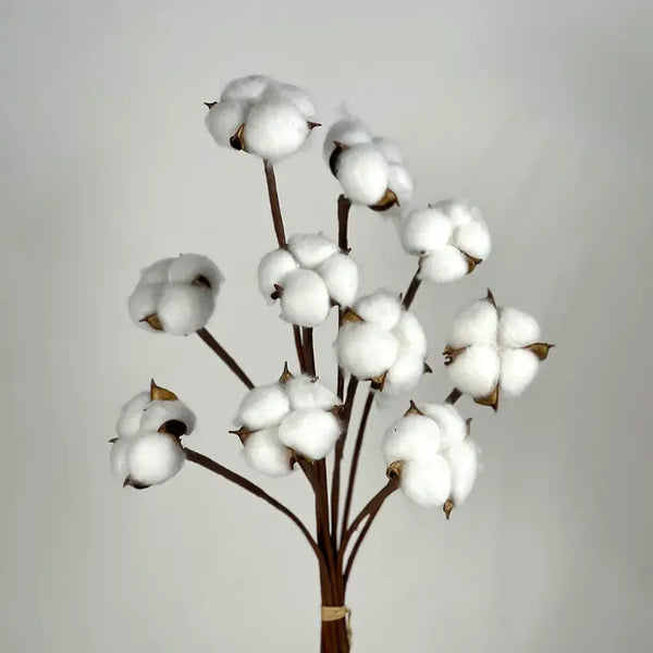 Dried Cotton Flowers | 6 Sticks