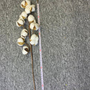 Dried Cotton Flowers | 6 Sticks