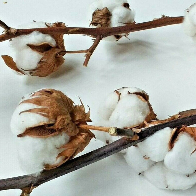 Dried Cotton Flowers | 6 Sticks