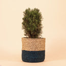 Handcrafted Beige & Blue Sabai Grass Planter