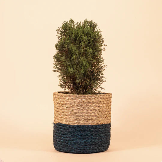 Handcrafted Beige & Blue Sabai Grass Planter