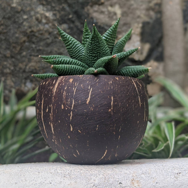 Coconut Planter | Indoor Plant Pots | Handmade